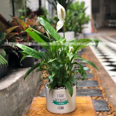 Lan Ý là cây rất hợp với mệnh Thủy