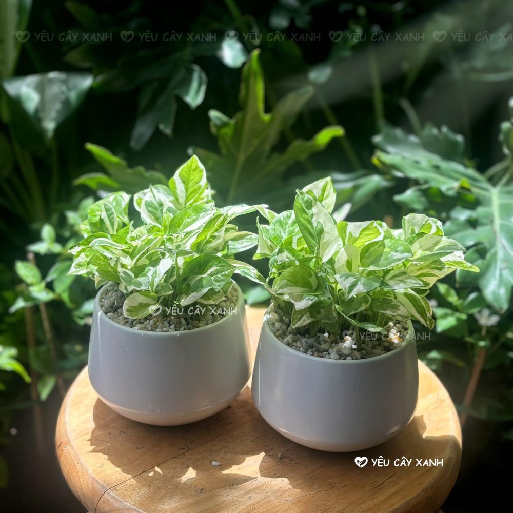 Cây Trầu Bà Cẩm Thạch