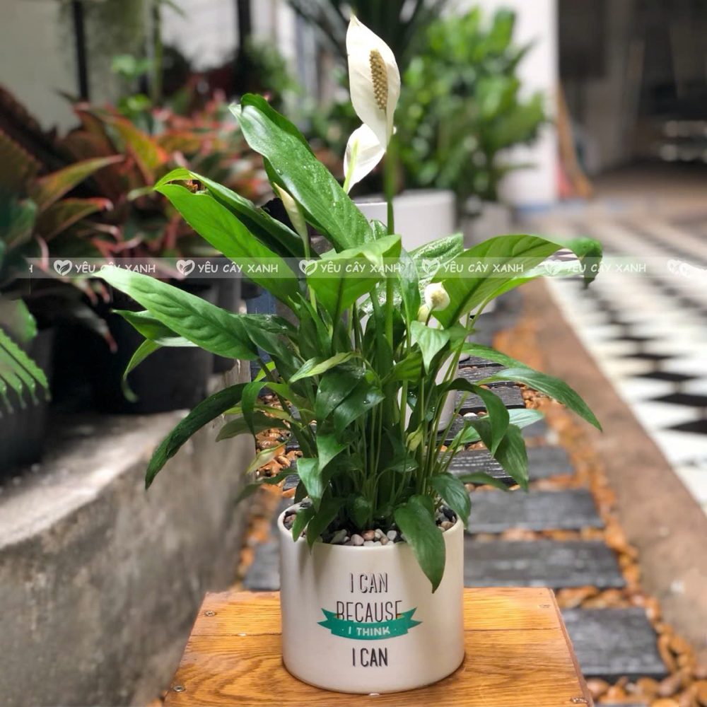 Lan Ý là cây rất hợp với mệnh Kim