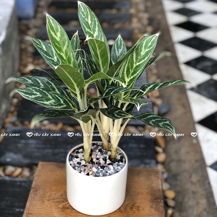 Cây Bạch Mã Hoàng Tử - Cây Hợp Mệnh Kim