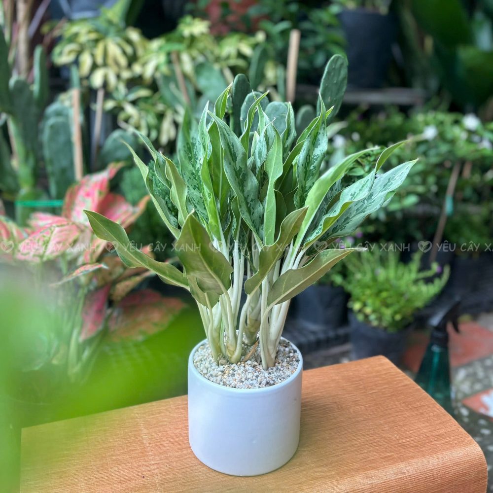 Cây Giữ Tiền - Cây Hợp mệnh Thủy