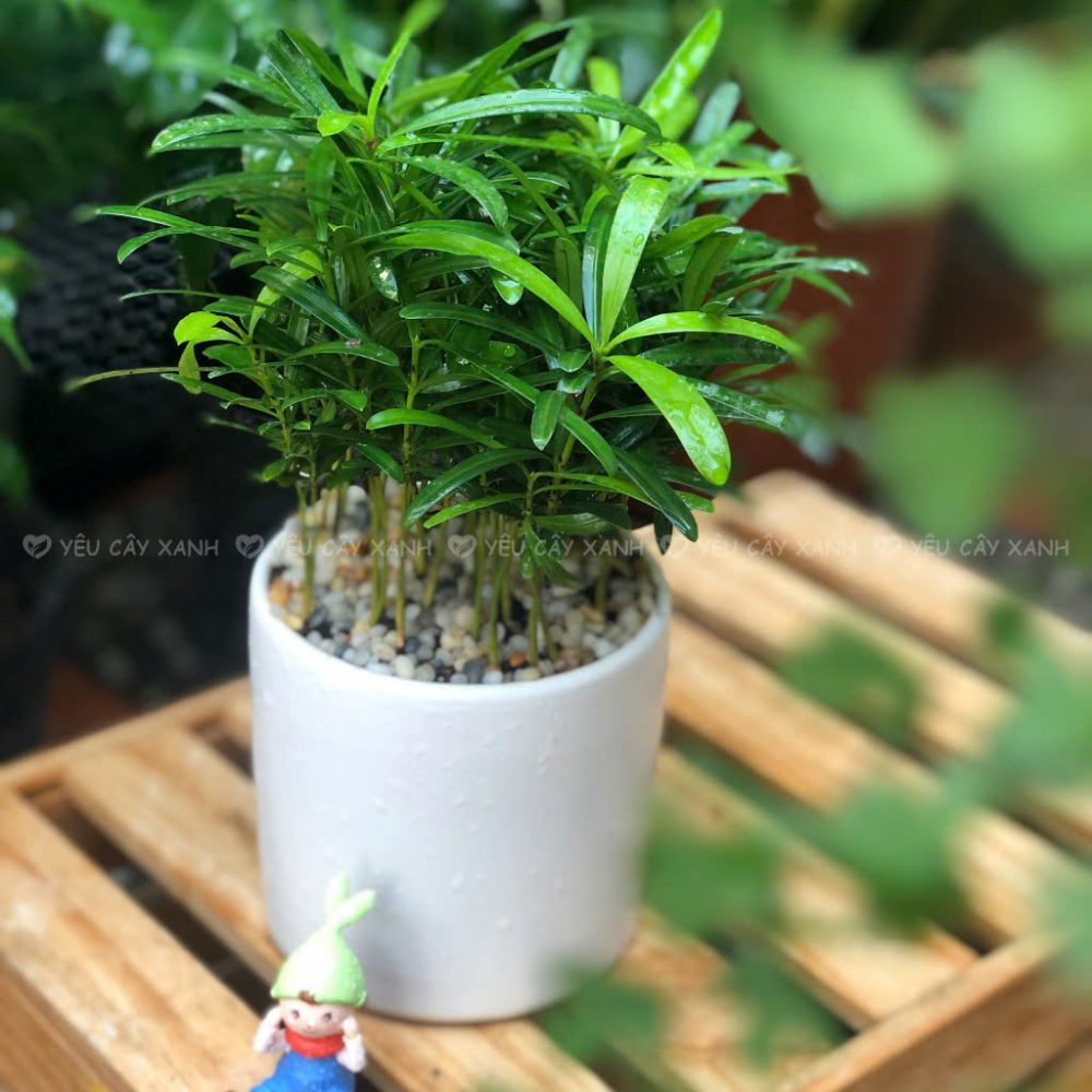 Cây Tùng La Hán - Cây Hợp Mệnh Thủy