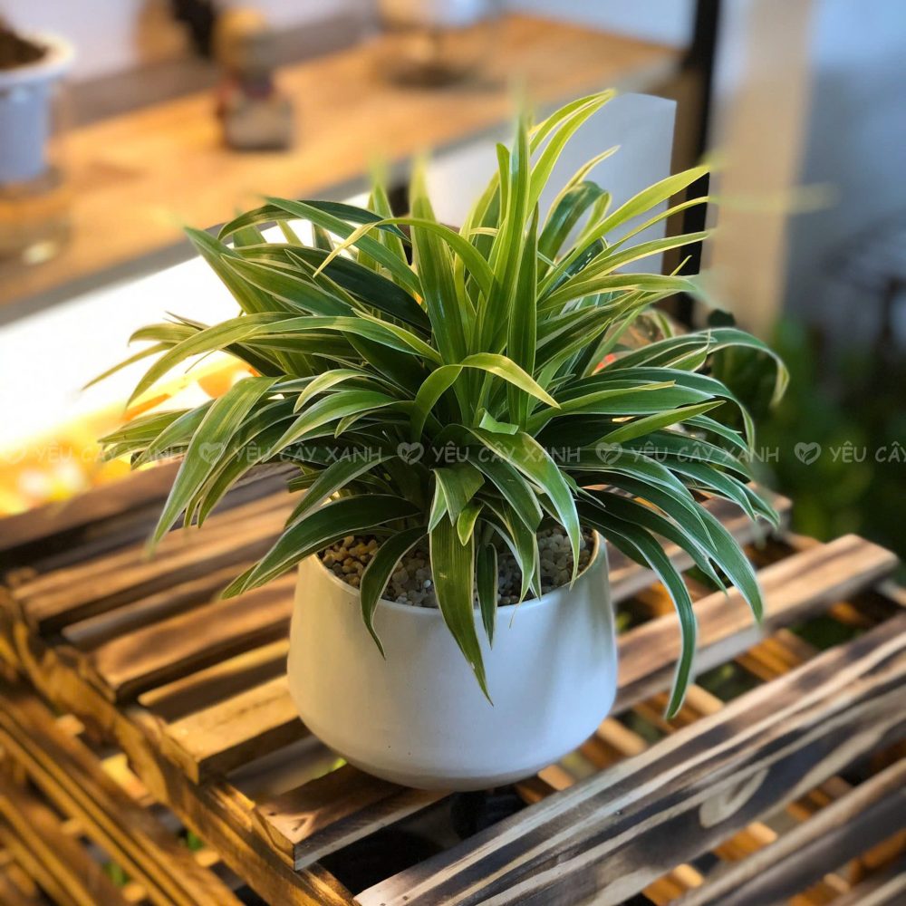 Cỏ Lan Chi Cây Hợp Mệnh Kim