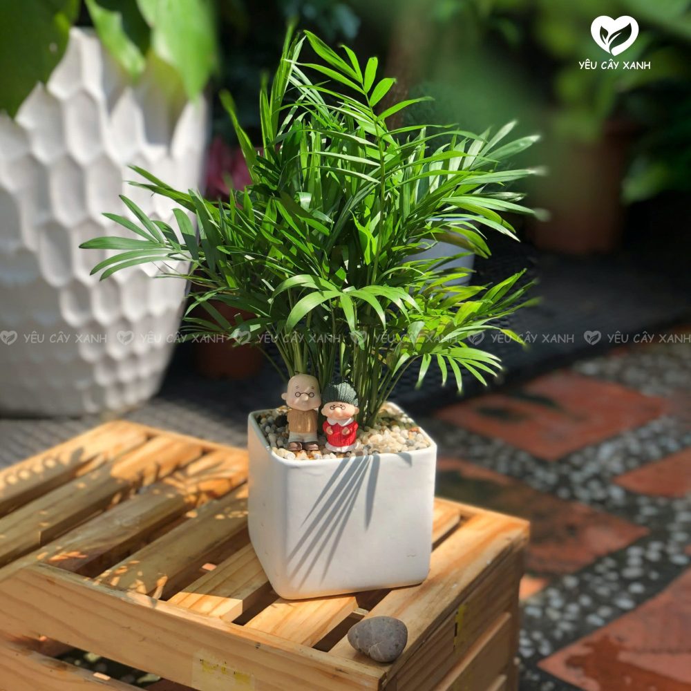 Cây Cau Tiểu Trâm - Cây Hợp Mệnh Mộc