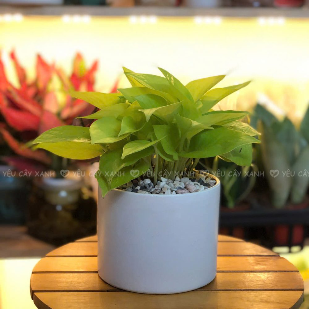 Trầu Bà Vàng Neon