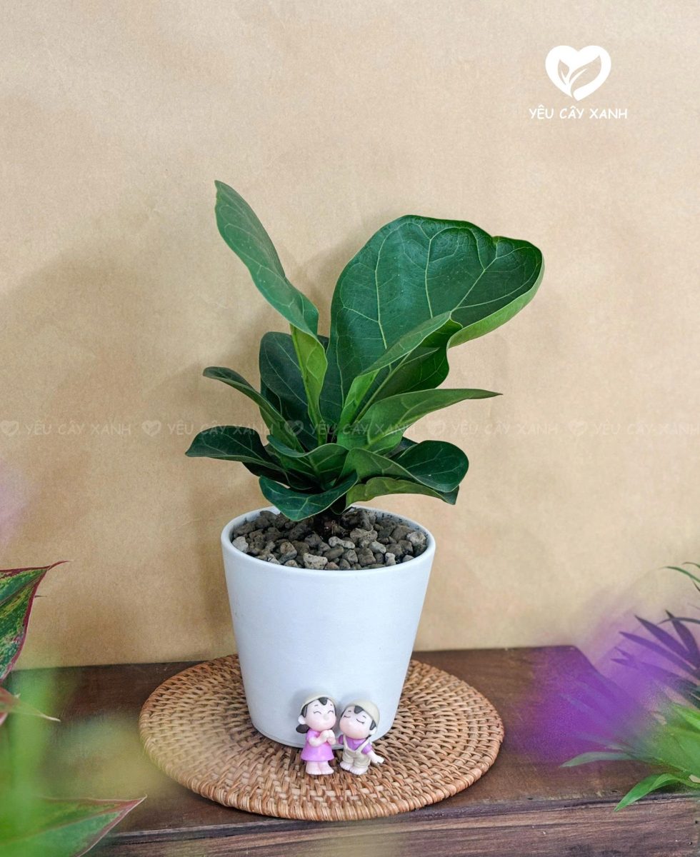 Bàng Singapore – Cây Cảnh Sang Trọng Cho Người Mệnh Mộc