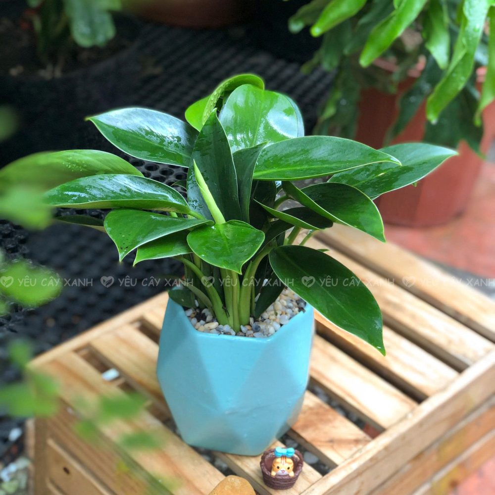 Trầu Bà Đế Vương