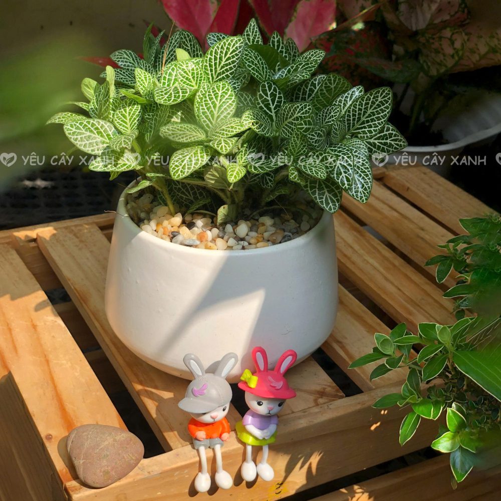 Cây Cẩm Nhung Xanh - Cây Hợp Mệnh Mộc