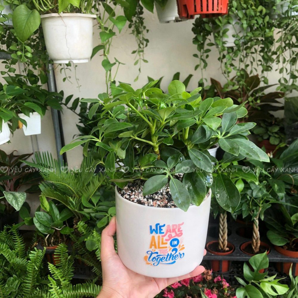 Cây Ngũ Gia Bì - Cây Hợp Mệnh Mộc