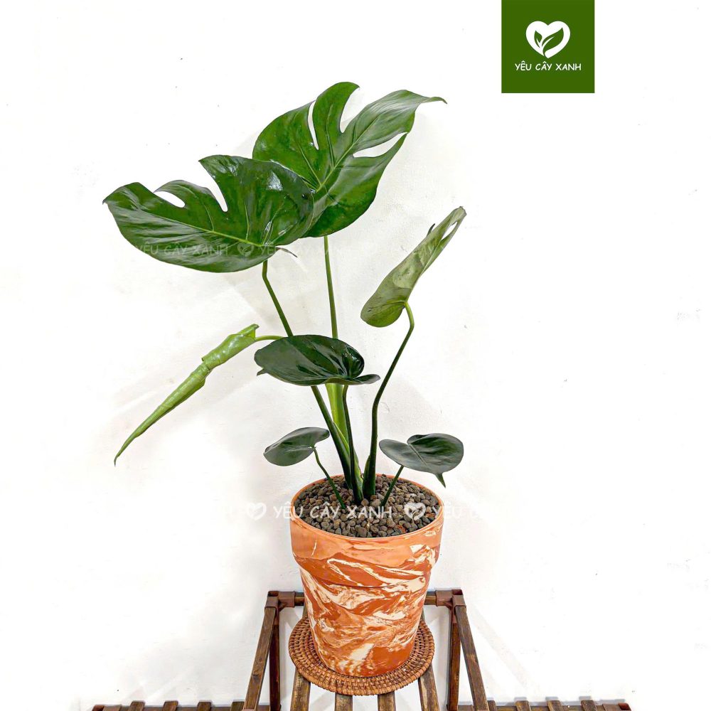 Cây Monstera, Trầu Bà Lá Xẻ