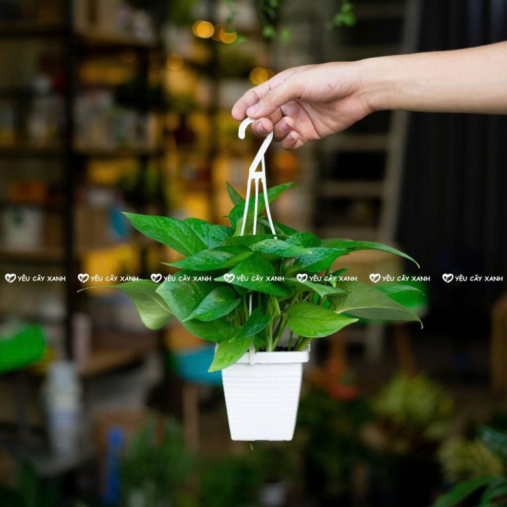 Trầu Bà Thái Xanh, Cây Hợp Mệnh Mộc