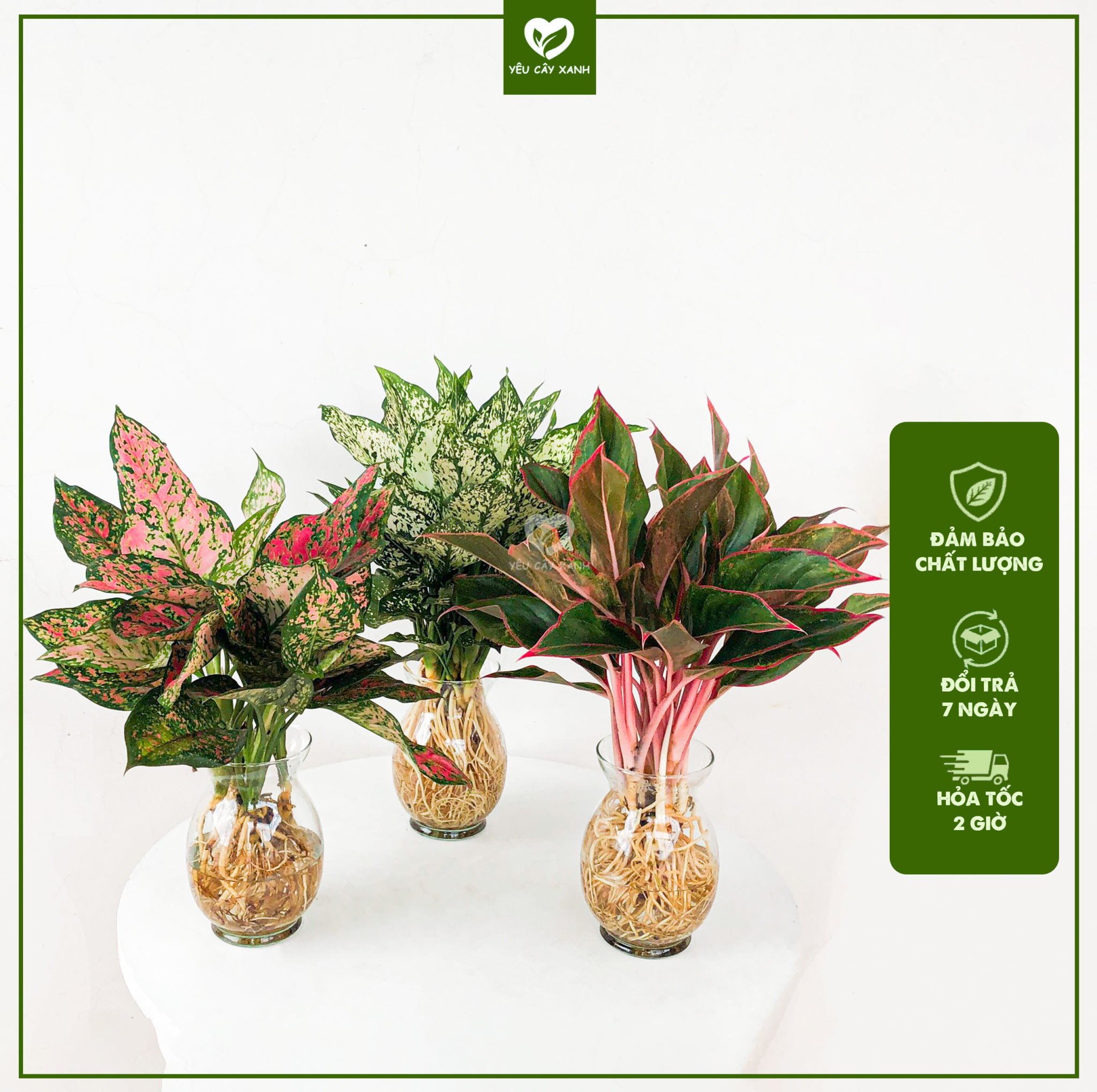 Combo 3 cây thủy sinh - Yêu Cây Xanh Garden