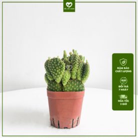 Xương Rồng Tai Thỏ