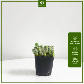 Cây Xương Rồng Trứng Cút