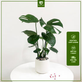 Cây Trầu Bà Lá Xẻ