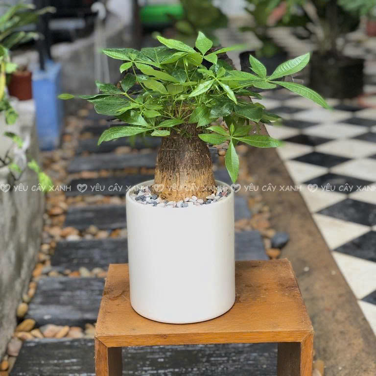 Kim Ngân Củ tượng trưng cho sự vững vàng