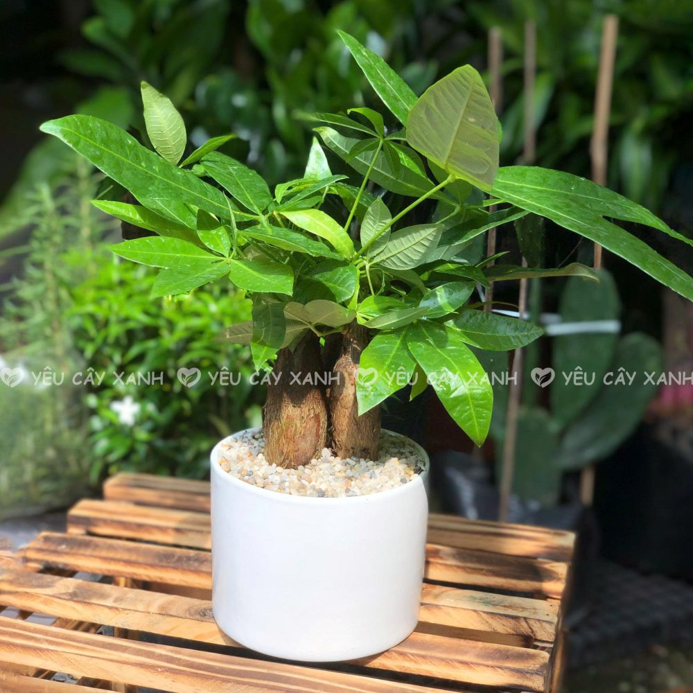 Cây Kim Ngân 3 Thân - Tượng Trưng Cho Phúc - Lộc - Thọ