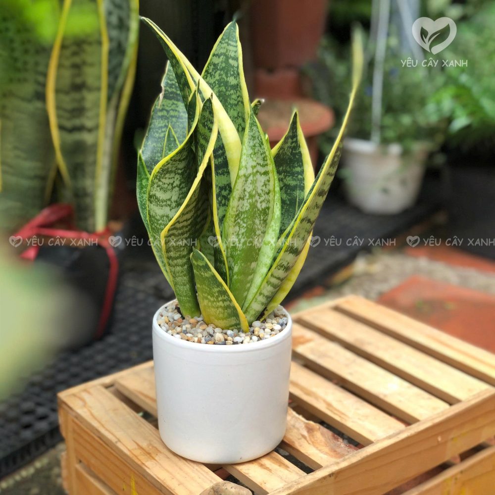 Cây Lưỡi Hổ – Bảo vệ và tăng cường sinh khí