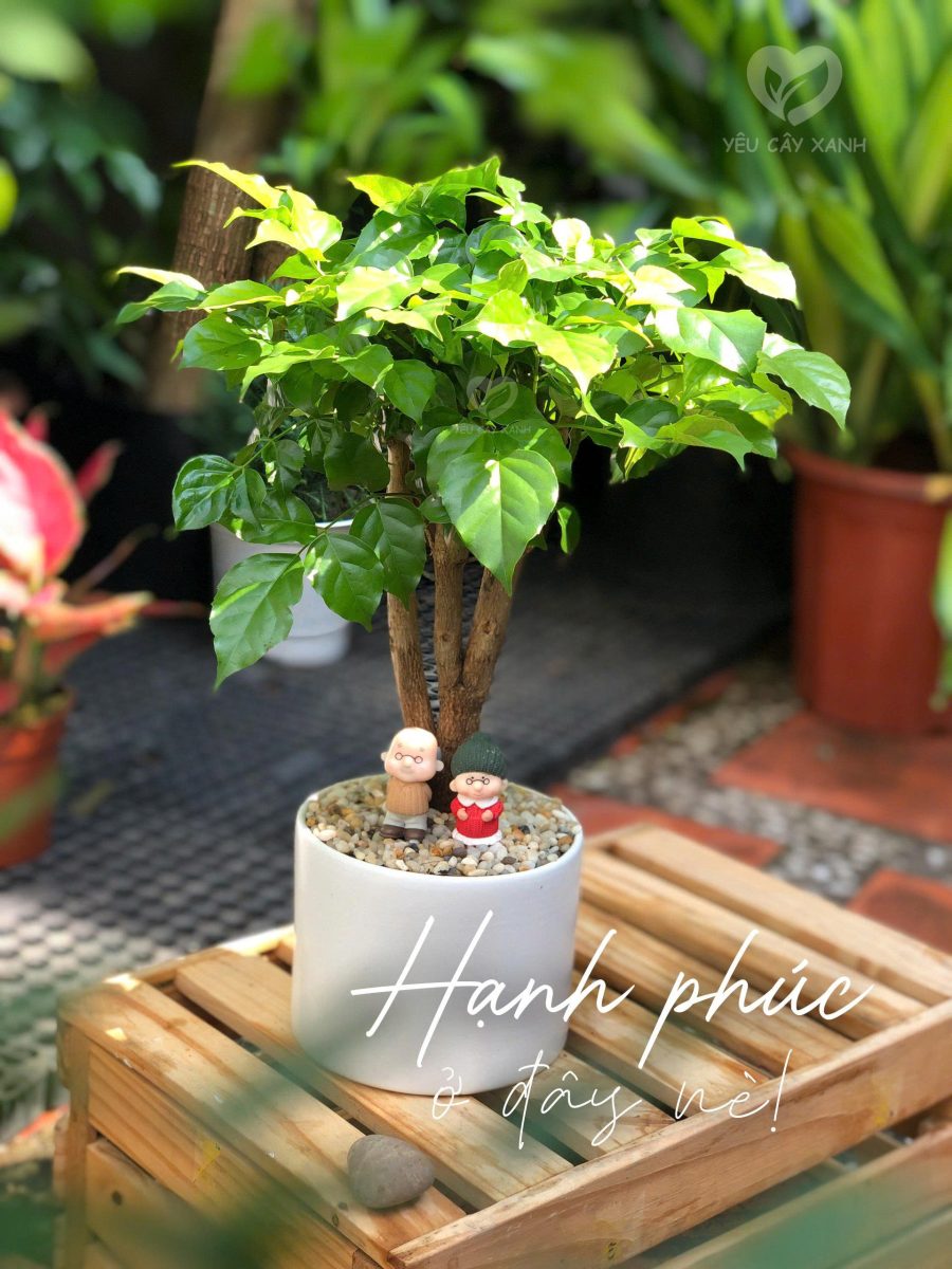 Cây Hạnh Phúc