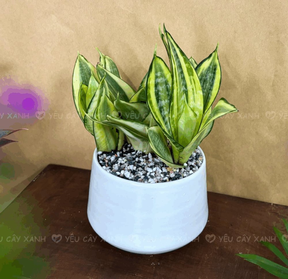 Lưỡi Hổ Vàng (Lưỡi mèo)