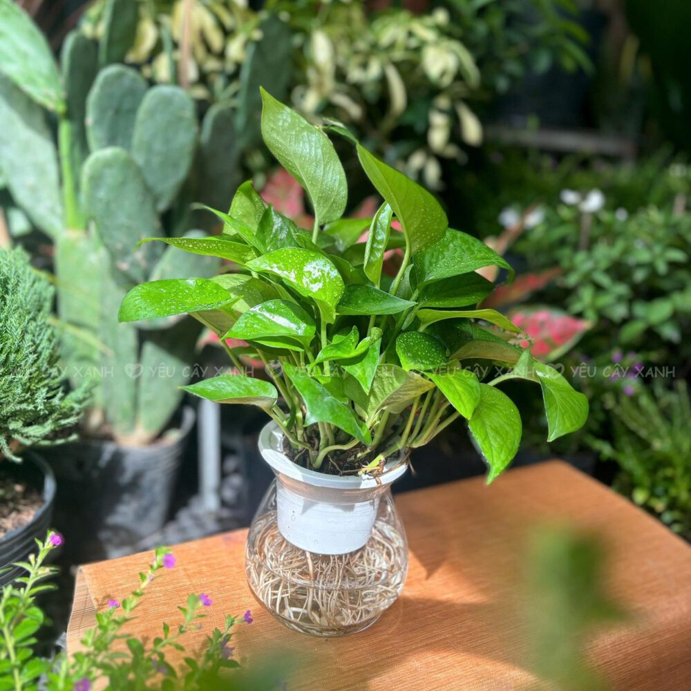 Trầu Bà Thủy Sinh