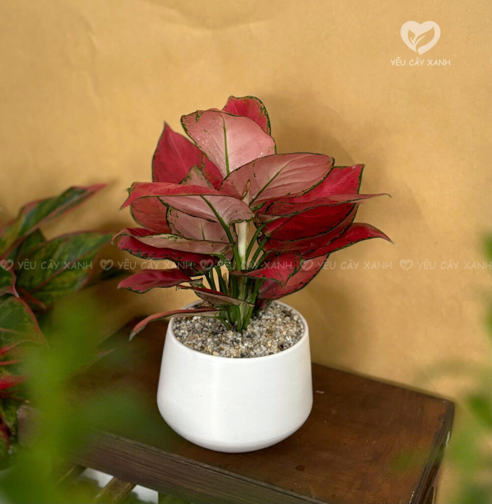 Vạn Lộc Thái (Đỏ)