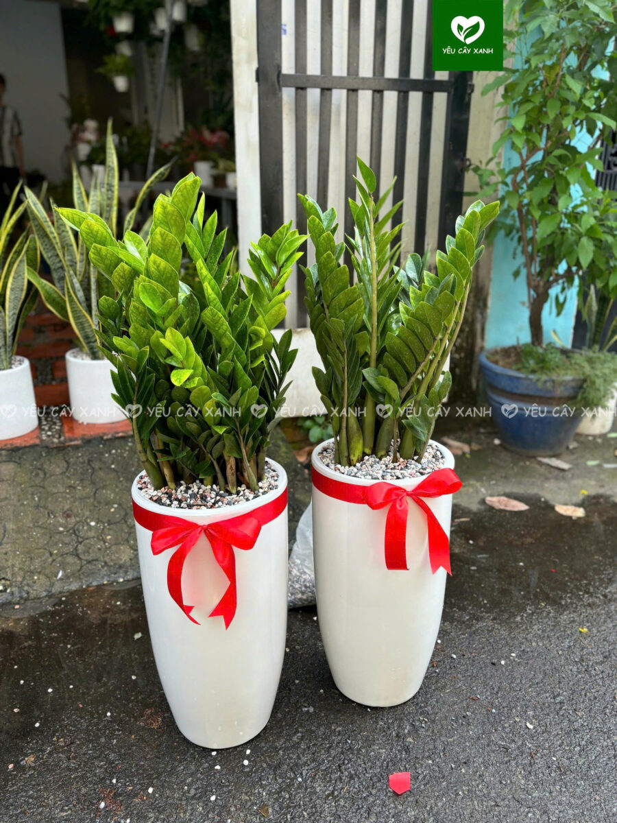 Chậu Bom cao khoảng 90cm-1m1